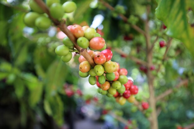 Photo arbre à café avec des grains de café arabica cru dans une plantation de café