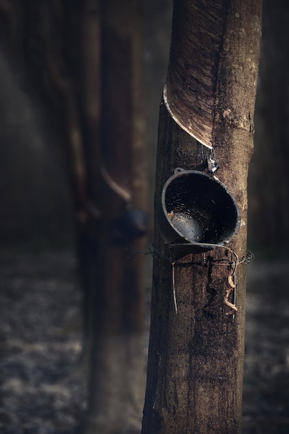 Arbre à caoutchouc et bolL'économie des plantations d'Asie du Sud-EstMise au point sélective et tons de couleur