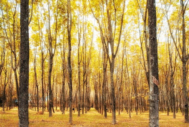 Arbre à caoutchouc Hevea brasiliensis jaune doré dans une plantation ombragée