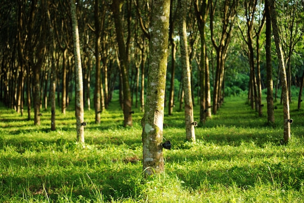 Arbre caoutchouc