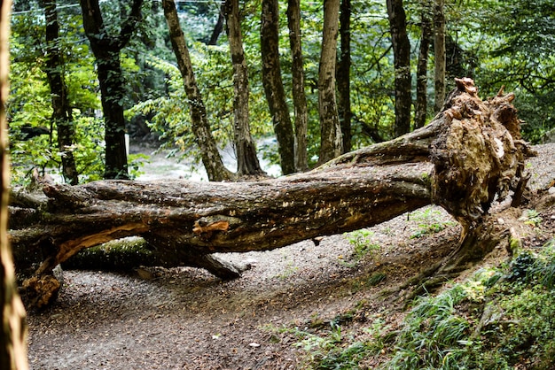 un arbre cassé dans la jungle