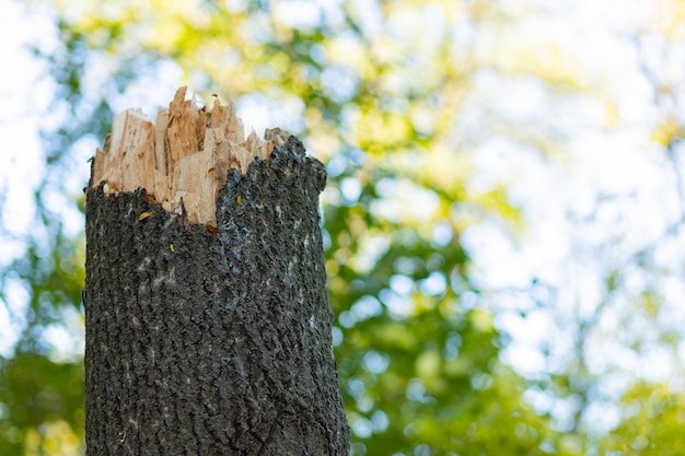 Arbre cassé sur un flou