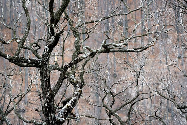 Un arbre cassé sec dans la forêt