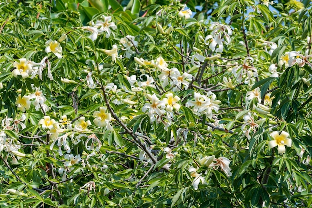 Arbre Ceiba speciosa Palo Borracho très fleuri