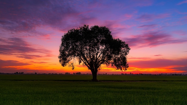 Arbre sur le champ contre le ciel au coucher du soleil