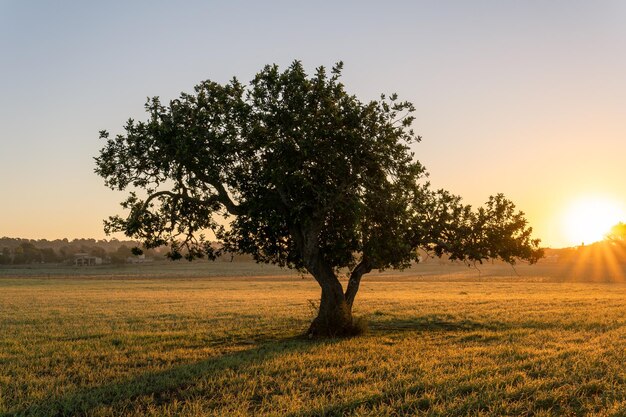 Photo arbre sur le champ contre le ciel au coucher du soleil