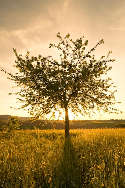 Photo arbre sur le champ contre le ciel au coucher du soleil