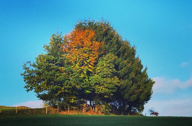 Photo arbre sur le champ contre le ciel en automne