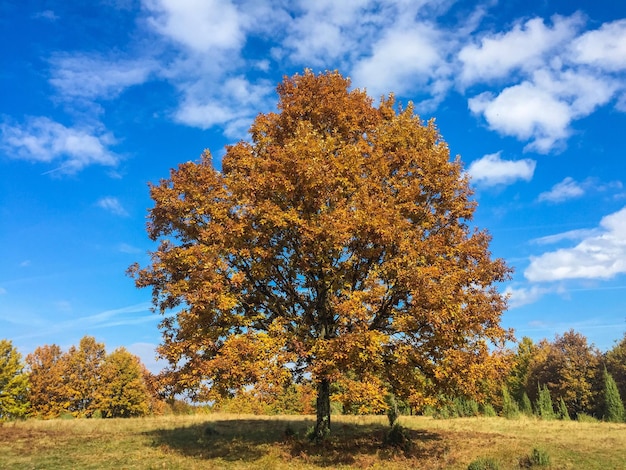 Photo arbre sur le champ contre le ciel en automne