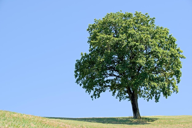 Photo arbre sur le champ contre un ciel clair