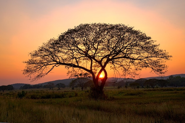 Photo arbre sur le champ contre le ciel romantique au coucher du soleil