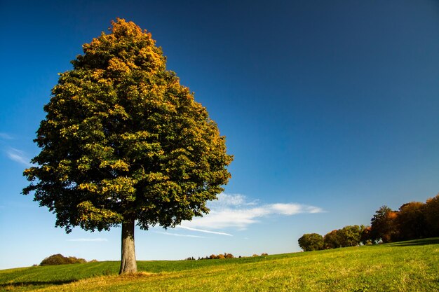 Photo arbre sur le champ contre le ciel