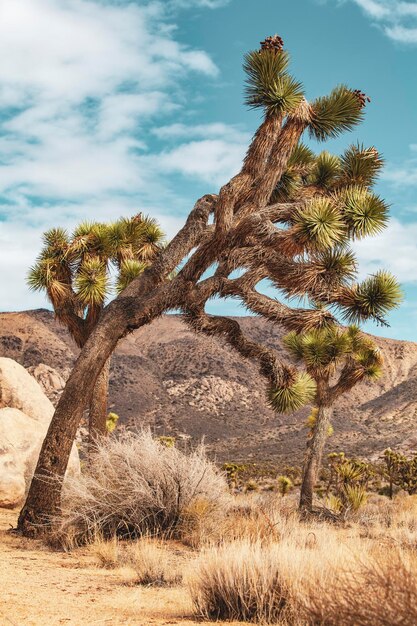 Photo arbre sur le champ contre le ciel