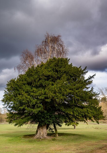 Photo arbre sur le champ contre le ciel