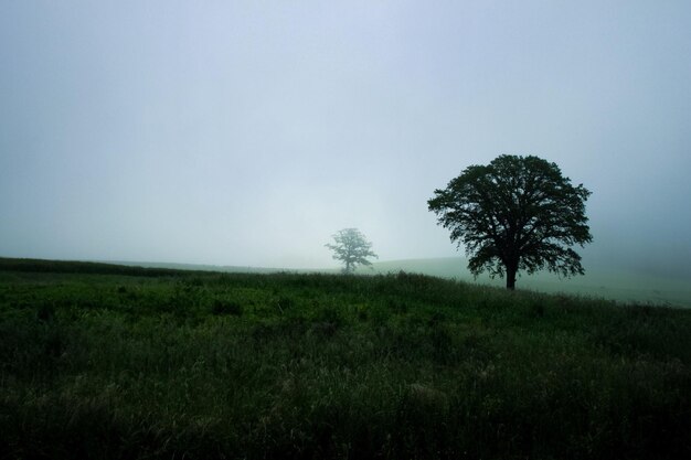 Arbre sur le champ contre le ciel