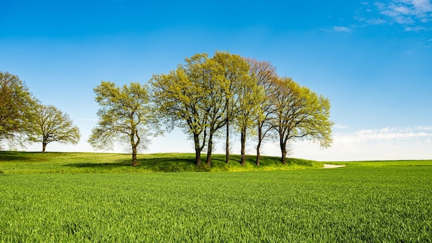 Photo arbre sur le champ contre le ciel