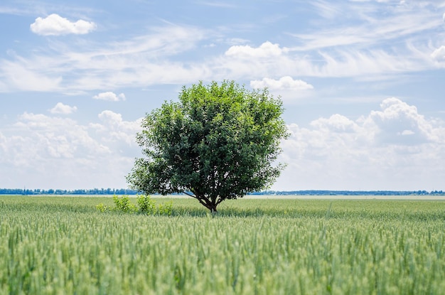 Arbre sur le champ contre le ciel