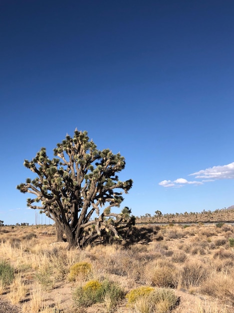 Photo arbre sur le champ contre le ciel