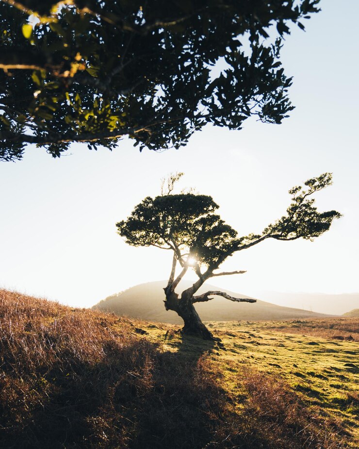 Photo arbre sur le champ contre le ciel