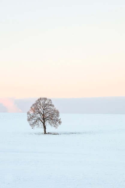 Arbre sur un champ couvert de neige contre le ciel au coucher du soleil