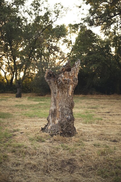 Arbre sur le champ dans la forêt