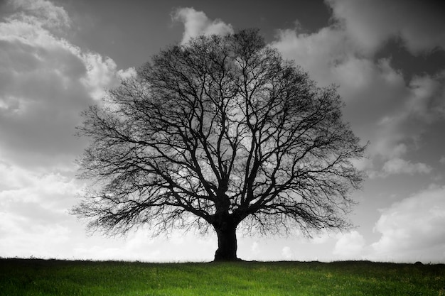 Un arbre avec un champ vert et le ciel est nuageux.