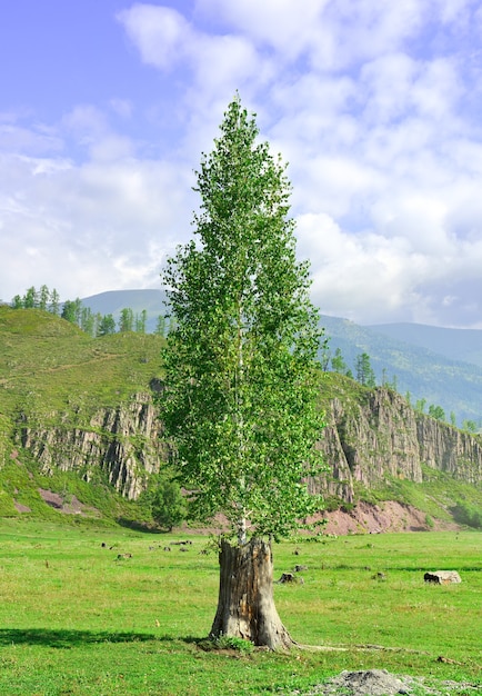Un arbre sur un champ vert sur fond de montagnes sous un ciel bleu nuageux. Altaï, Sibérie, Russie
