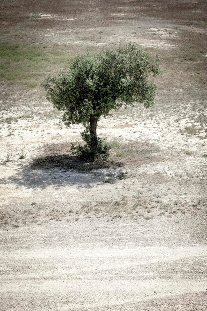 Photo arbre sur le champ