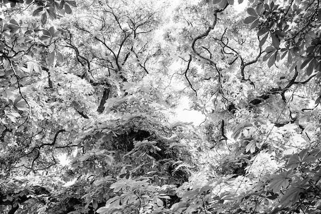 Arbre de châtaignier avec des feuilles vertes à Prague République tchèque le jour ensoleillé sur fond naturel Concept de nature printemps ou été