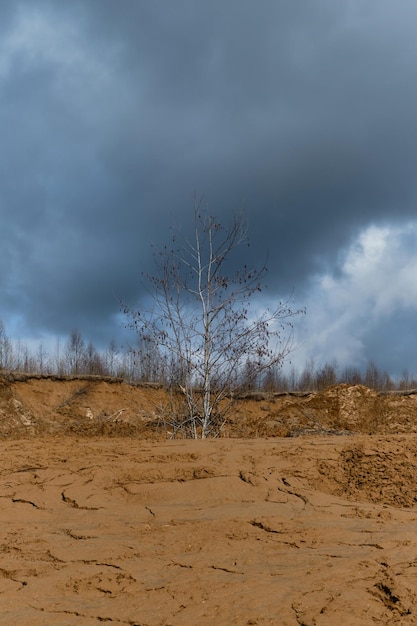 Un arbre chauve solitaire sans feuilles pousse dans un désert de sable