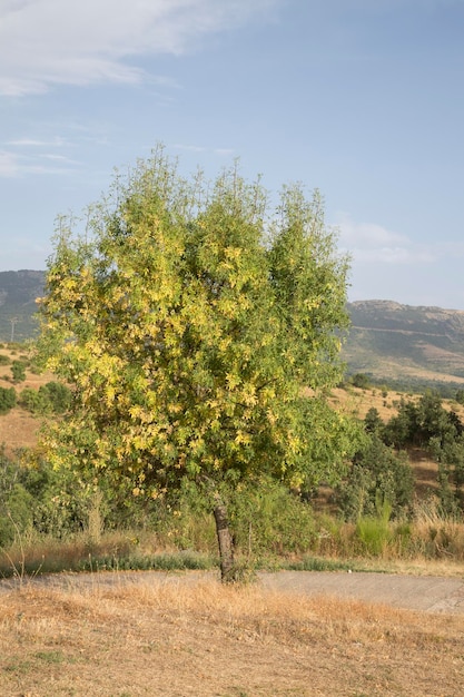 Arbre et chemin à Horcajuelo de la Sierra, Madrid, Espagne