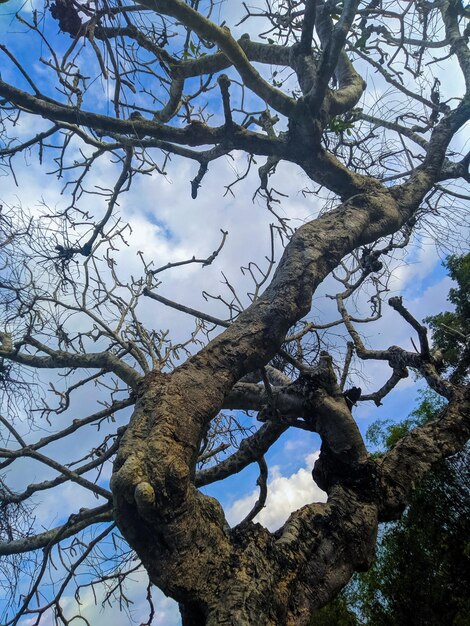 Un arbre avec un ciel bleu en arrière-plan