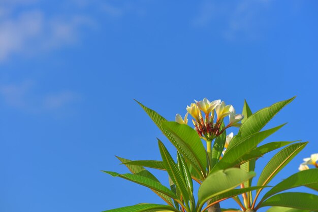 Un arbre avec un ciel bleu en arrière-plan