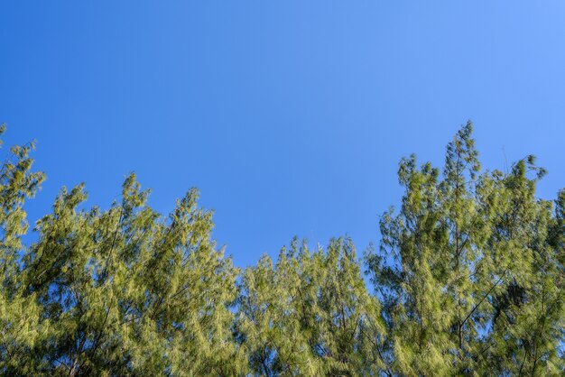 Arbre avec un ciel bleu