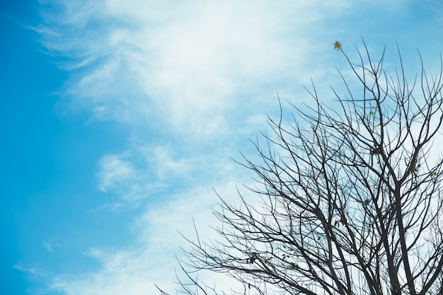 Arbre sur ciel bleu