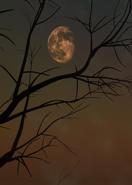 Un arbre avec un ciel rouge en arrière-plan