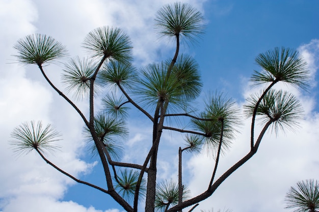 un arbre et le ciel