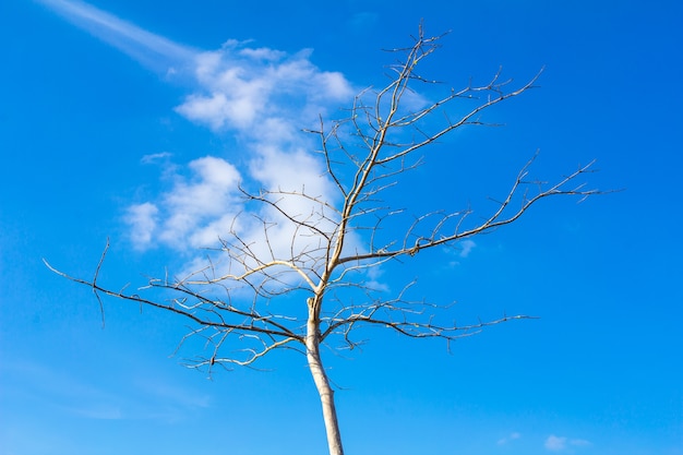 arbre et le ciel