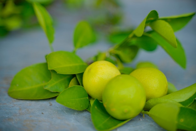 Arbre de citrons verts dans le jardin avec la lumière du jour.