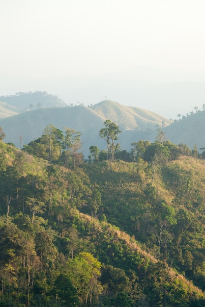 Arbre sur la colline