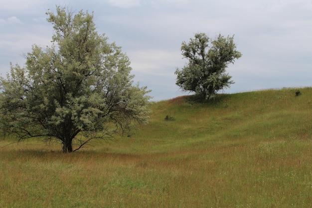 Un arbre sur une colline