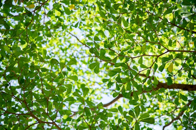 Arbre à colorier des branches magnifiques.