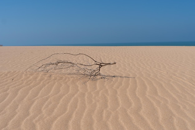 Arbre complètement sec dans le désert de La Guajira Colombie