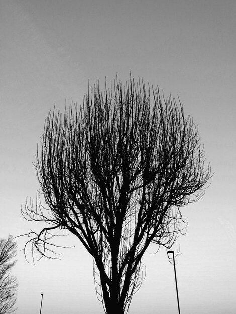 Photo un arbre contre un ciel clair