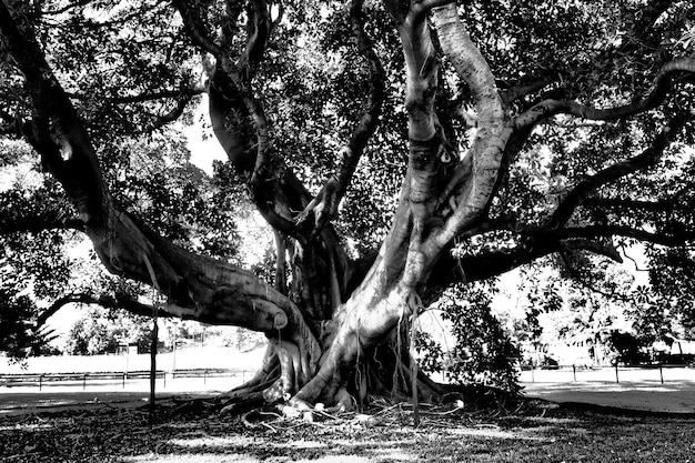 Un arbre contre le ciel