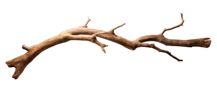 Photo arbre à corne à branches dérivées de png