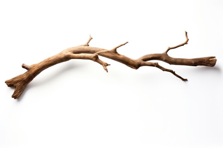 Photo arbre à corne à branches dérivées