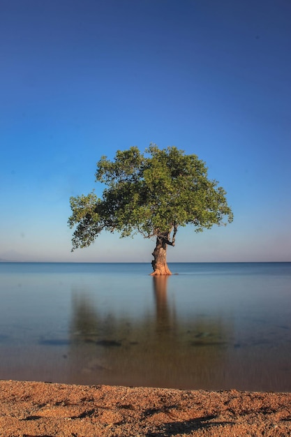 Arbre à côté du lac contre un ciel bleu clair