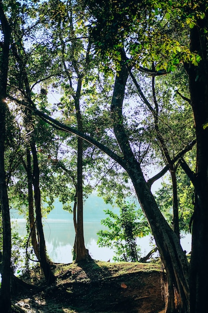 Arbre à côté de l'étang du lac dans le parc. paysage de nature tranquille