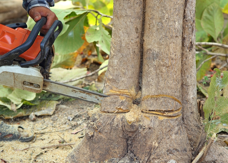 Photo arbre de coupe en gros plan avec une scie à chaîne.